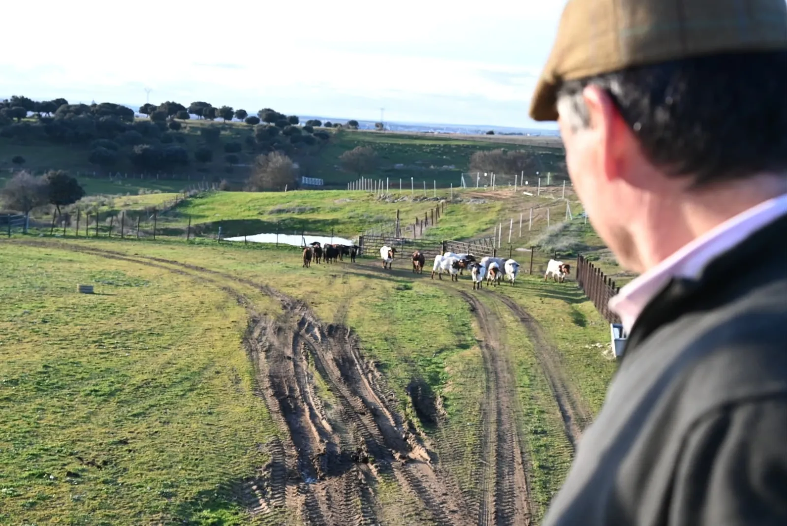 Foto 4 - Desembarcan en Ciudad Rodrigo los astados del encierro a caballo