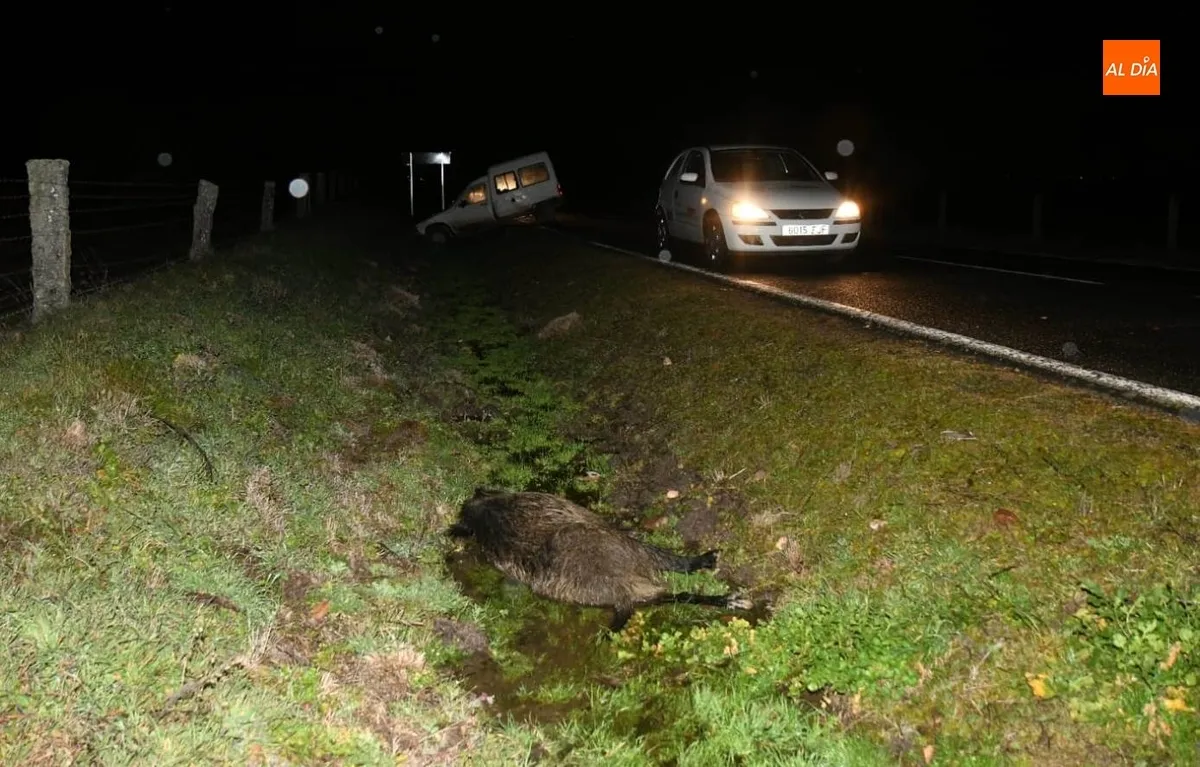 Foto 2 - Una furgoneta choca en la carretera de Saelices con un jabal&iacute; que iba dentro de una manada 