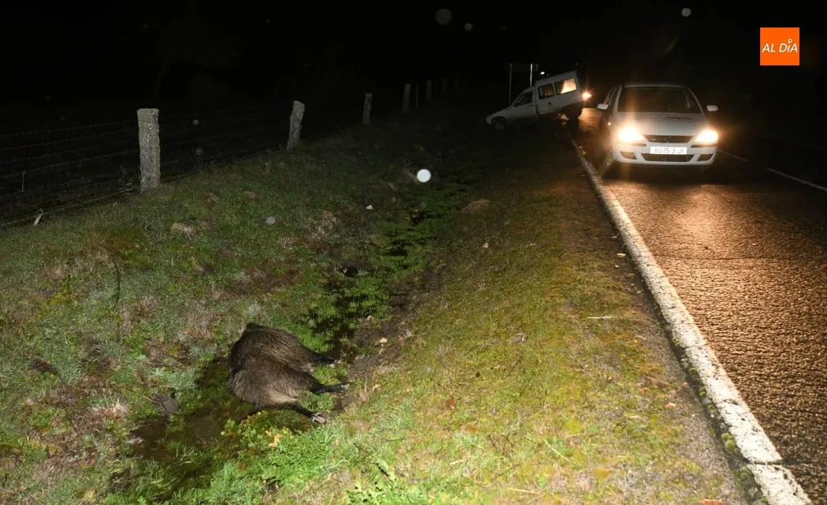 Foto 3 - Una furgoneta choca en la carretera de Saelices con un jabal&iacute; que iba dentro de una manada 