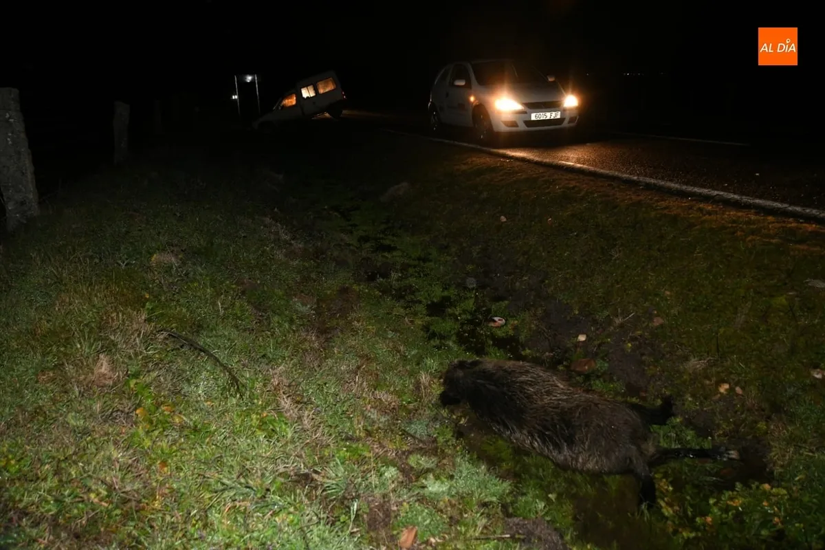 Foto 4 - Una furgoneta choca en la carretera de Saelices con un jabal&iacute; que iba dentro de una manada 