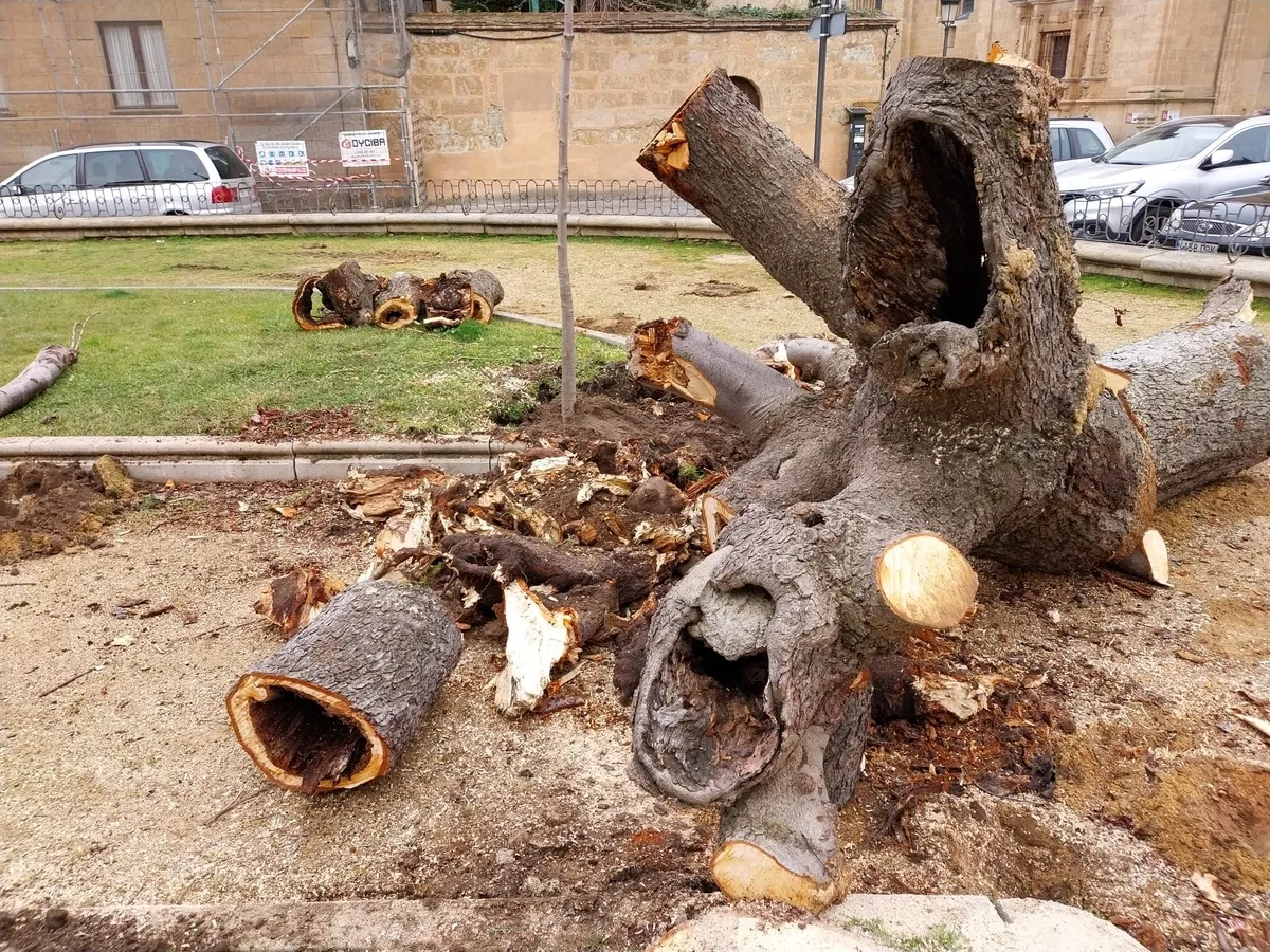 Foto 11 - Talado ante su mal estado otro de los vetustos &aacute;rboles de la Plazuela de San Salvador