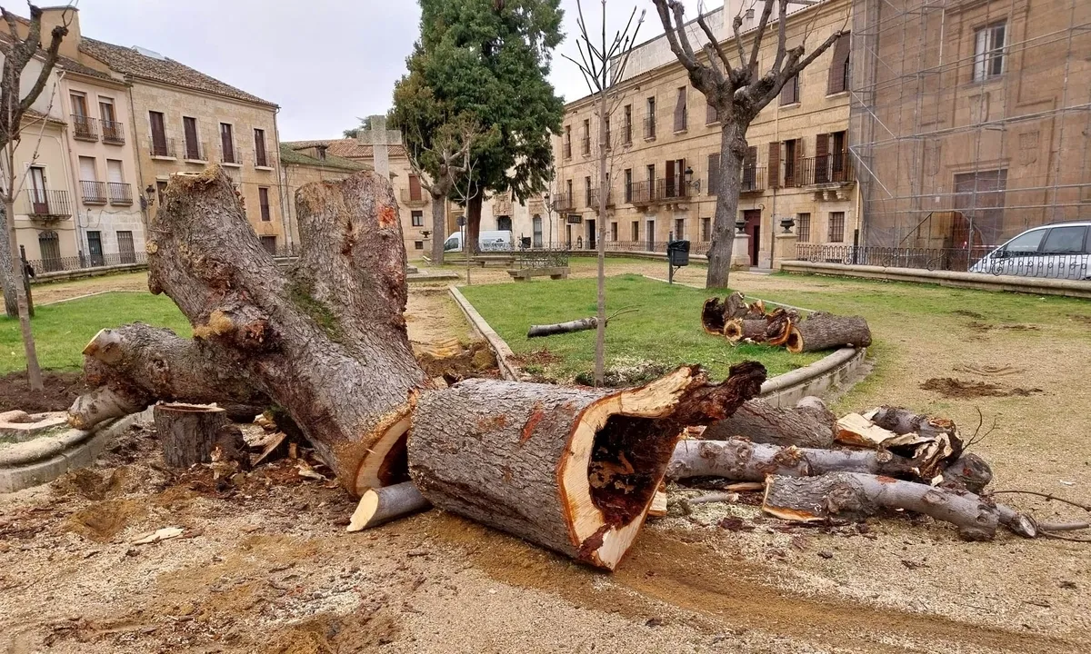 Foto 10 - Talado ante su mal estado otro de los vetustos &aacute;rboles de la Plazuela de San Salvador