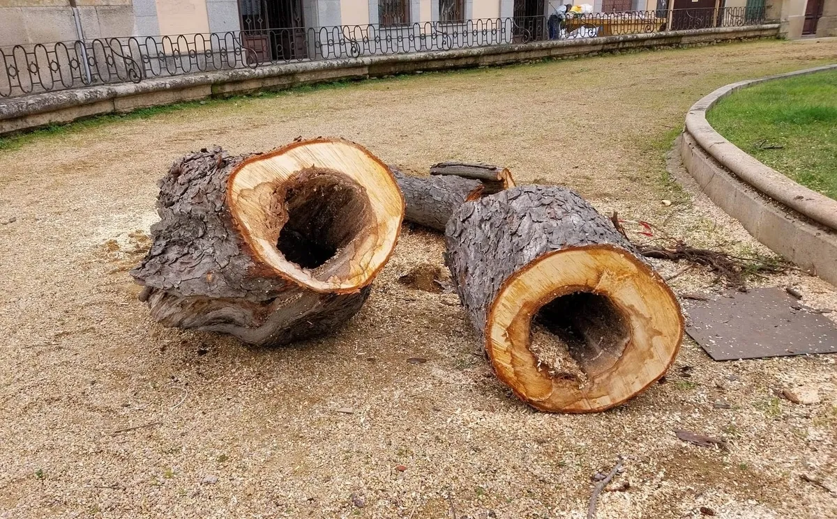 Foto 9 - Talado ante su mal estado otro de los vetustos &aacute;rboles de la Plazuela de San Salvador