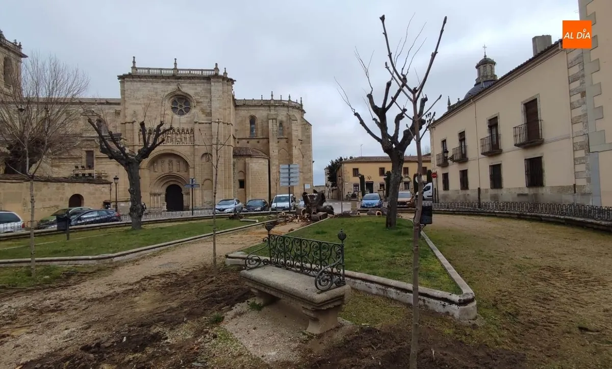 Foto 8 - Talado ante su mal estado otro de los vetustos &aacute;rboles de la Plazuela de San Salvador