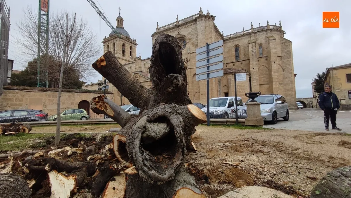 Foto 7 - Talado ante su mal estado otro de los vetustos &aacute;rboles de la Plazuela de San Salvador
