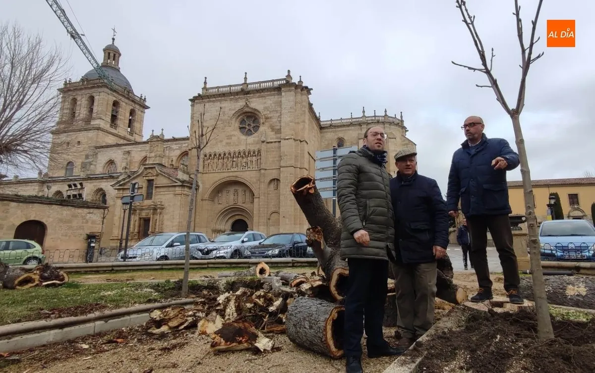 Foto 6 - Talado ante su mal estado otro de los vetustos &aacute;rboles de la Plazuela de San Salvador