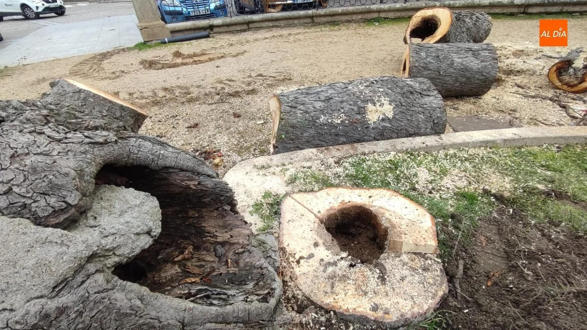 Foto 5 - Talado ante su mal estado otro de los vetustos &aacute;rboles de la Plazuela de San Salvador