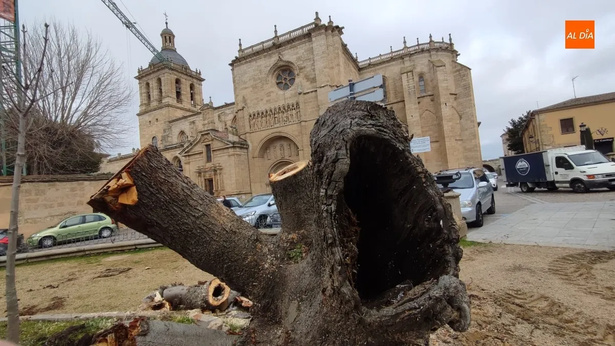 Foto 4 - Talado ante su mal estado otro de los vetustos &aacute;rboles de la Plazuela de San Salvador