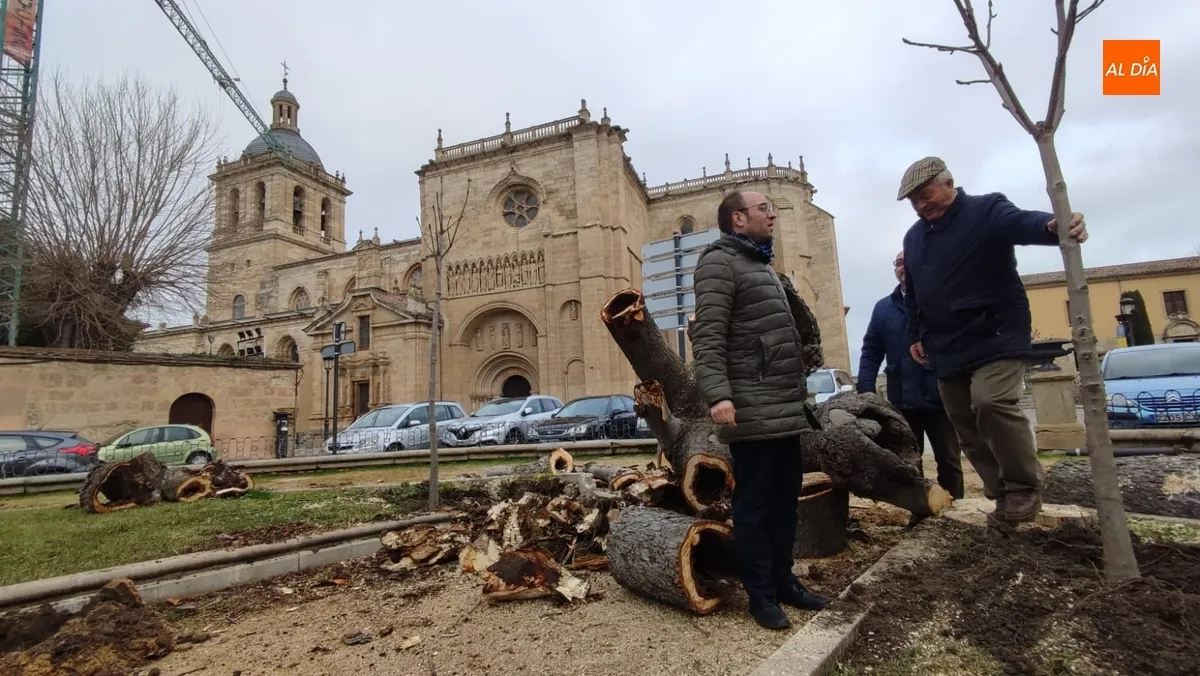 Foto 3 - Talado ante su mal estado otro de los vetustos &aacute;rboles de la Plazuela de San Salvador