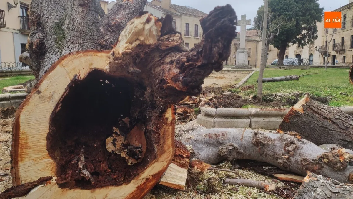 Foto 2 - Talado ante su mal estado otro de los vetustos &aacute;rboles de la Plazuela de San Salvador
