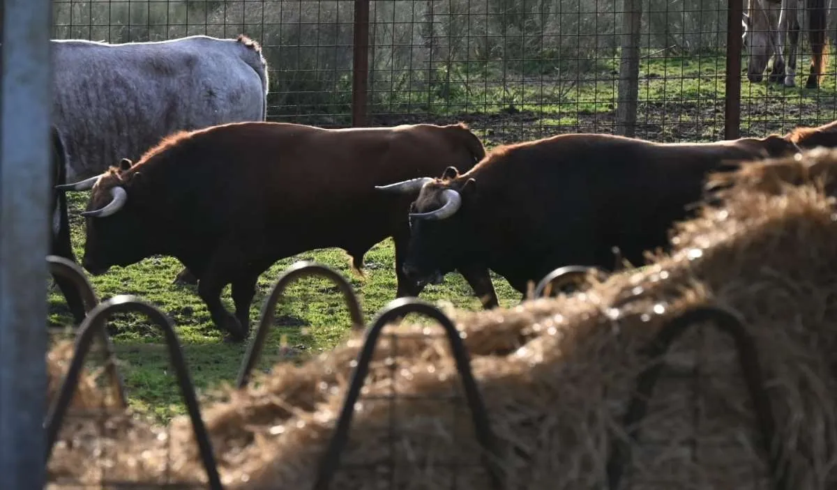 Foto 4 - Prosiguen los trabajos de hermanamiento de los astados del encierro a caballo con los bueyes