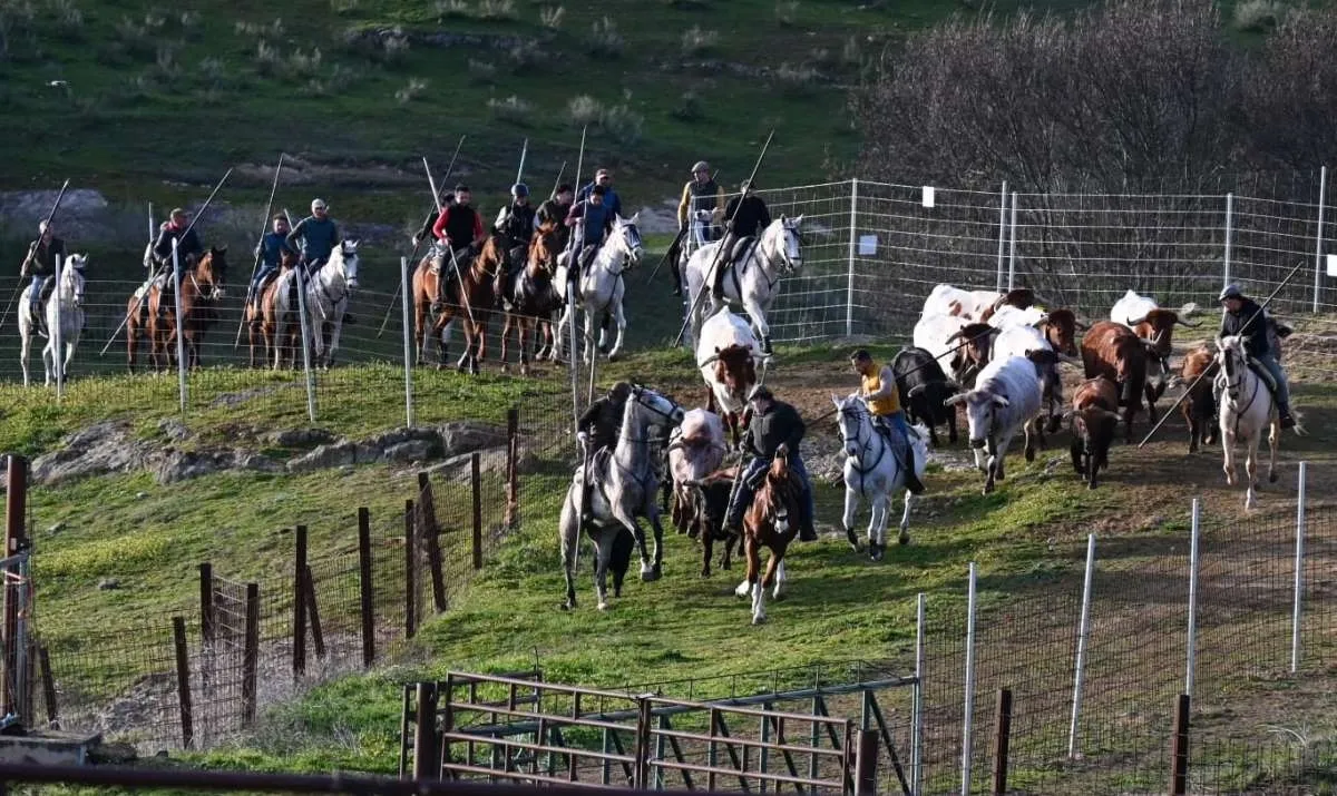 Foto 3 - Prosiguen los trabajos de hermanamiento de los astados del encierro a caballo con los bueyes