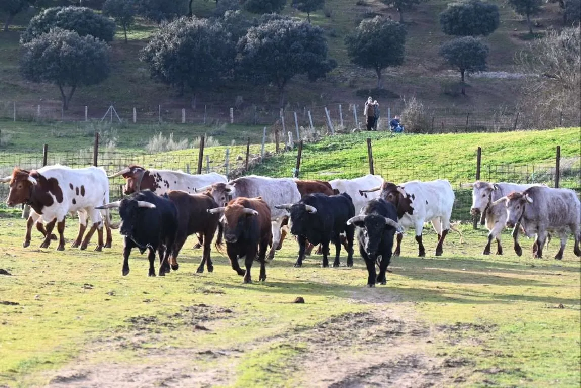 Foto 2 - Prosiguen los trabajos de hermanamiento de los astados del encierro a caballo con los bueyes