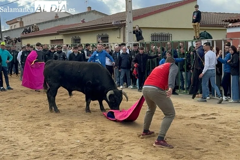 Toro de San Blas en Babilafuente