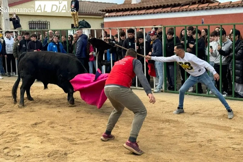 Toro de San Blas en Babilafuente