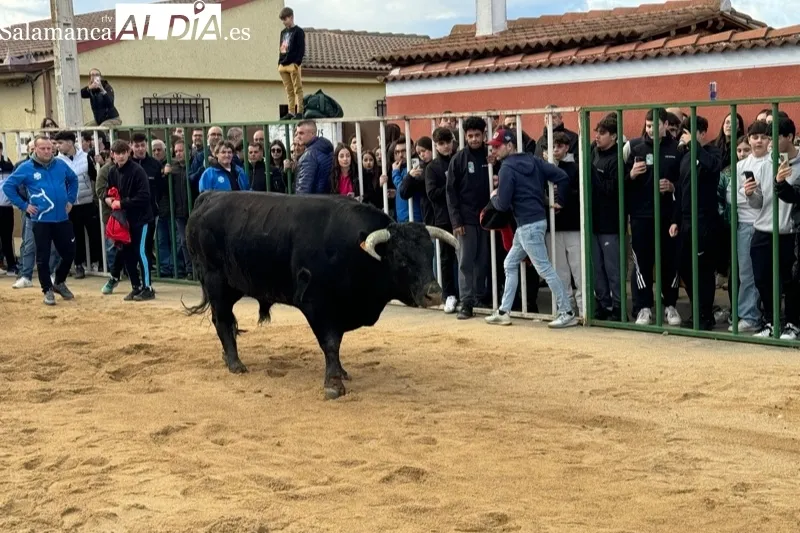 Toro de San Blas en Babilafuente
