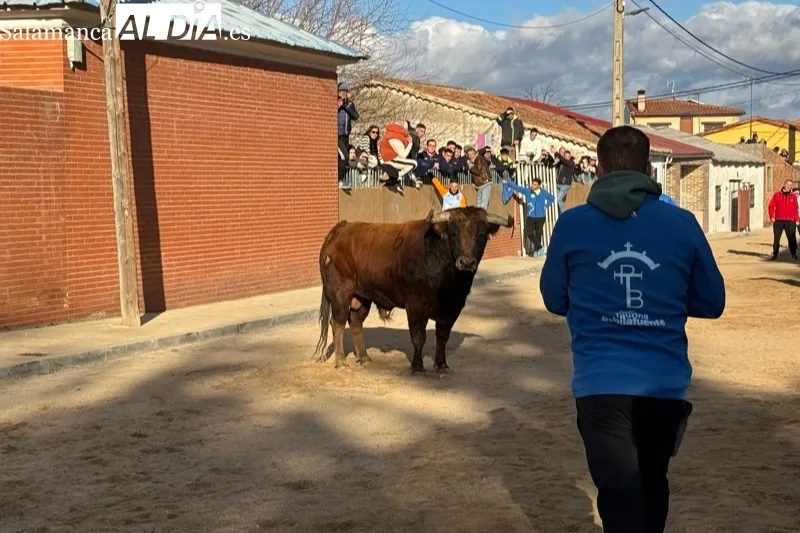 Toro de San Blas en Babilafuente