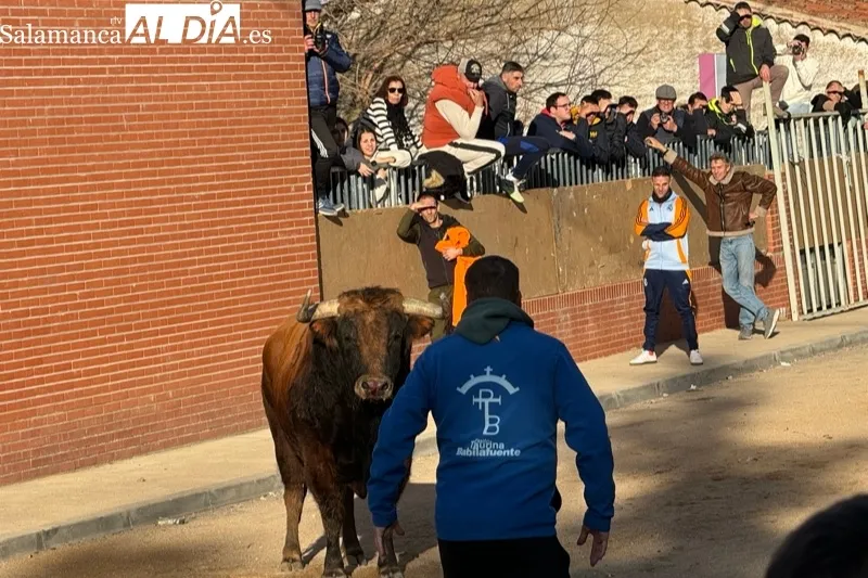 Toro de San Blas en Babilafuente