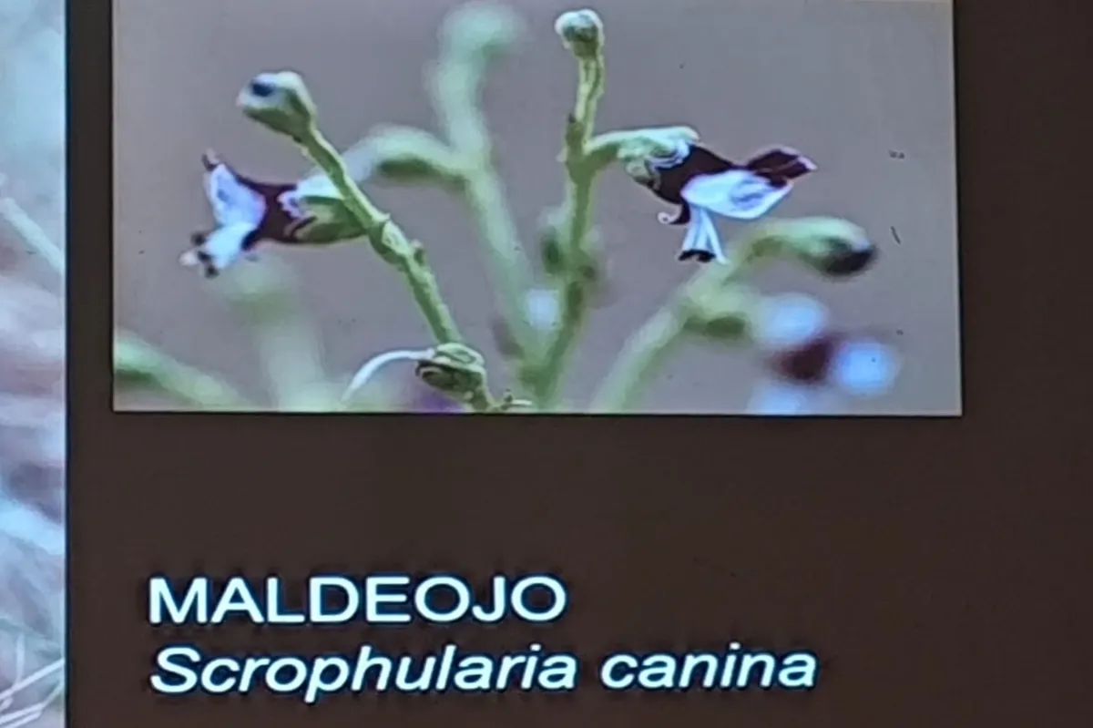 Presentación en Villarino del libro 'Sábado hoy, domingo mañana… La brujería y el mal de ojo en Villarino de los Aires y su entorno'  