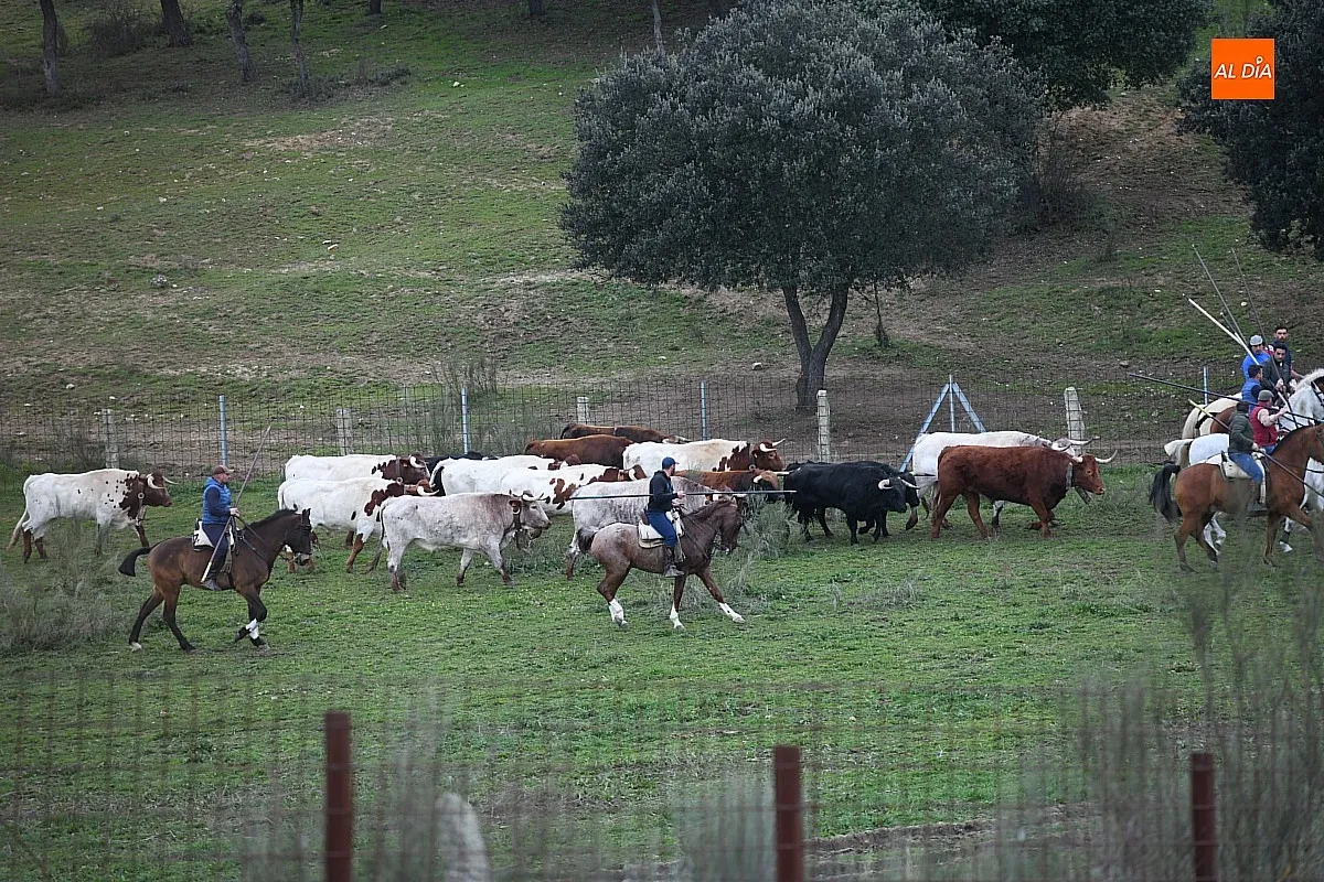 Trabajos de encabestrado toros encierro a caballo 2025/ Fotos: Adrián M.Pastor