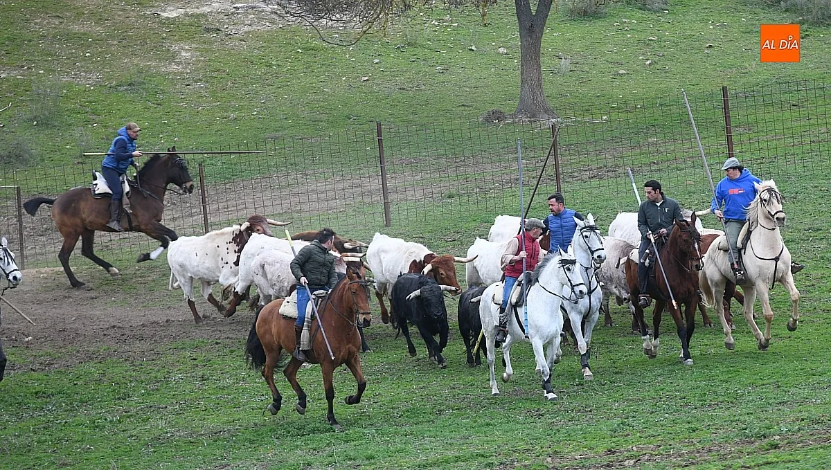 Trabajos de encabestrado toros encierro a caballo 2025/ Fotos: Adrián M.Pastor