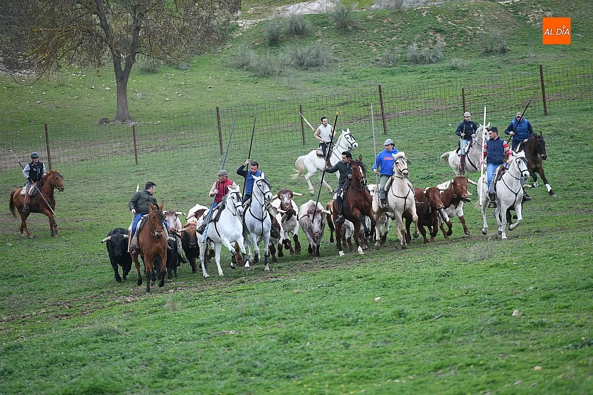 Trabajos de encabestrado toros encierro a caballo 2025/ Fotos: Adrián M.Pastor