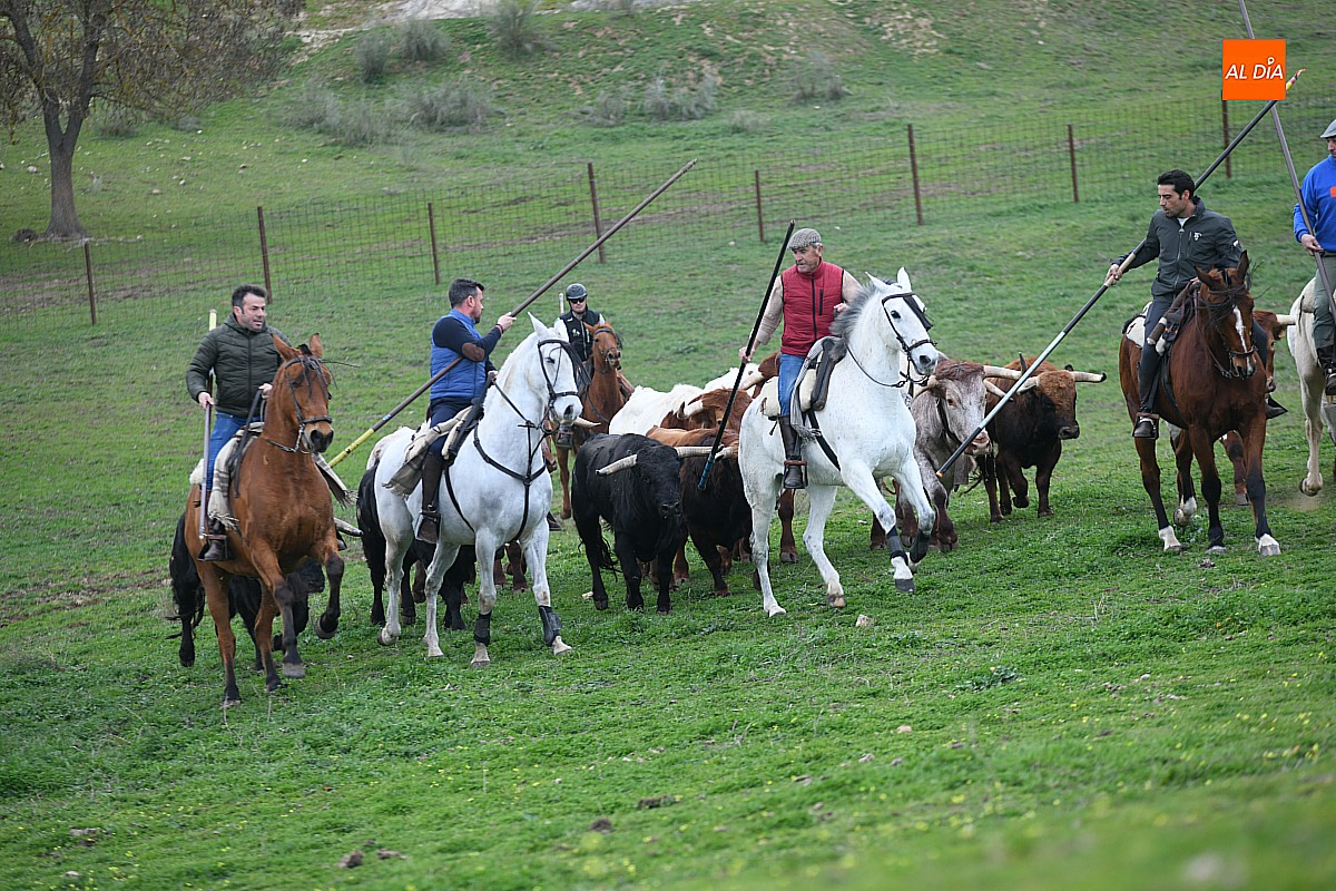 Trabajos encabestrado  toros  encierro a caballo ciudad rodrigo domingo de Carnaval 