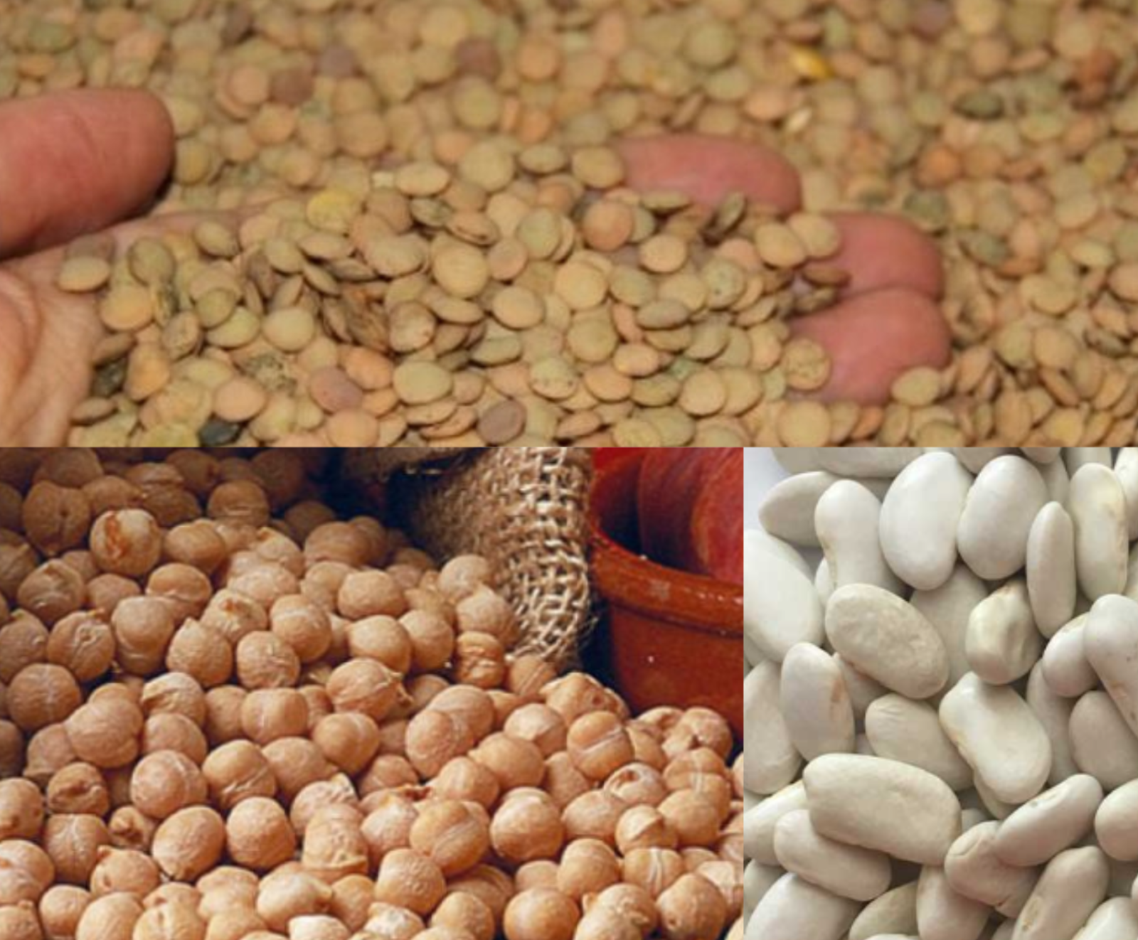 Las legumbres más famosas de Salamanca 