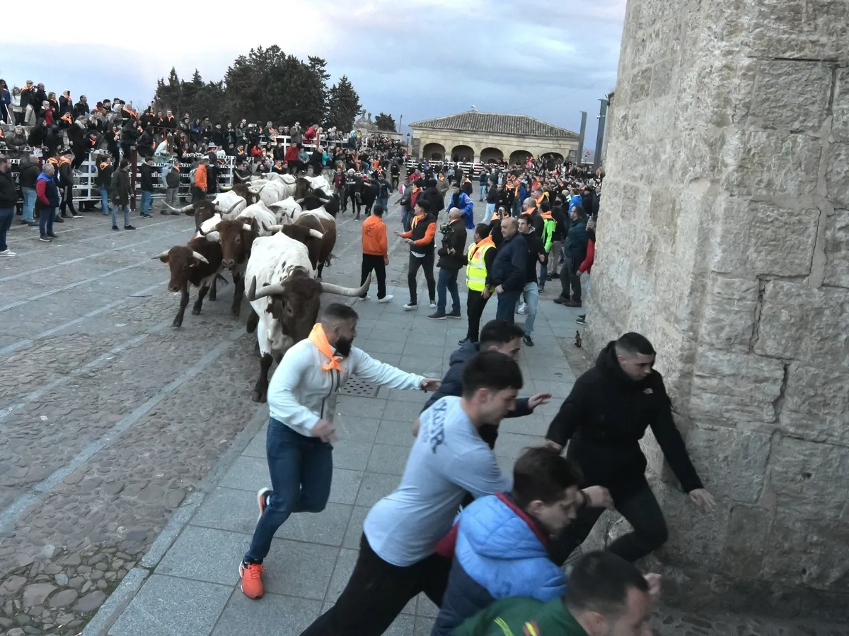 Foto 16 - Momentos de tensi&oacute;n en el encierro de mansos por la masiva afluencia de corredores