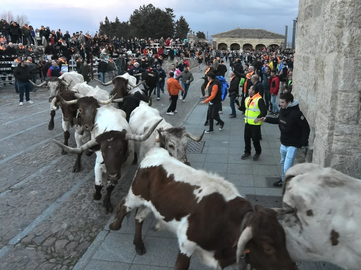 Foto 17 - Momentos de tensi&oacute;n en el encierro de mansos por la masiva afluencia de corredores