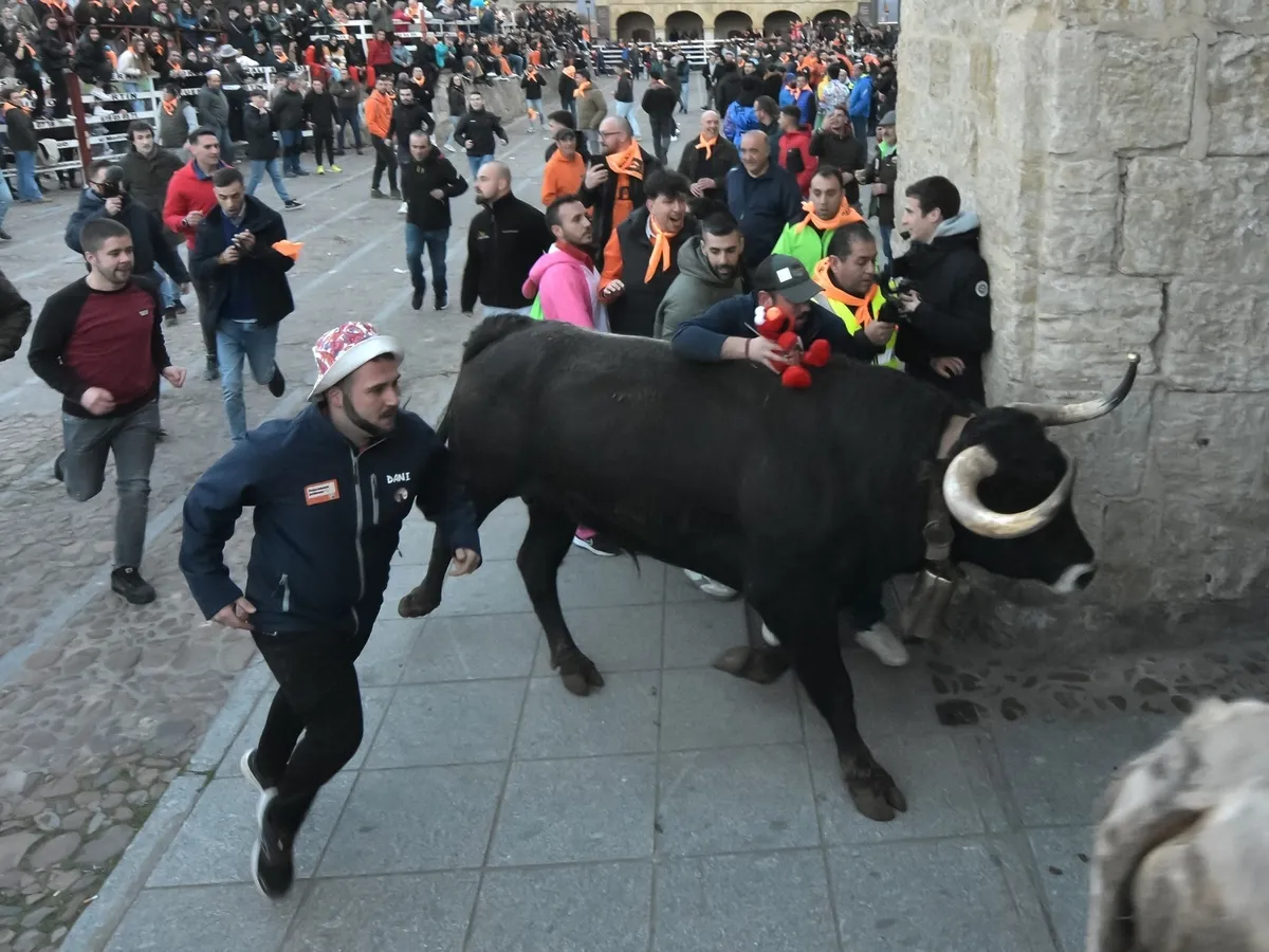 Foto 18 - Momentos de tensi&oacute;n en el encierro de mansos por la masiva afluencia de corredores