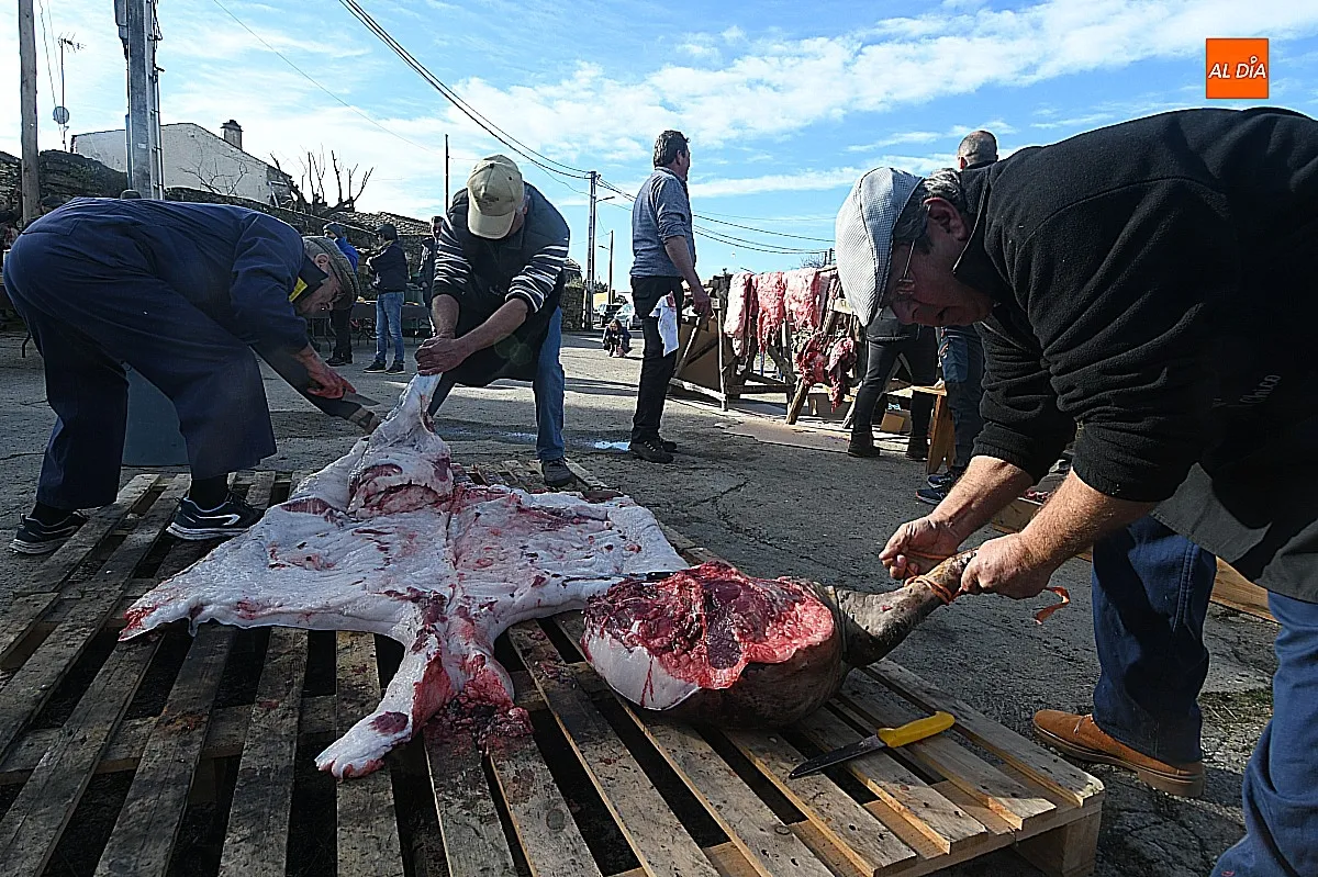 Labores de la matanza típica del cerdo en Saelices El Chico / Fotos: Adrián M.Pastor