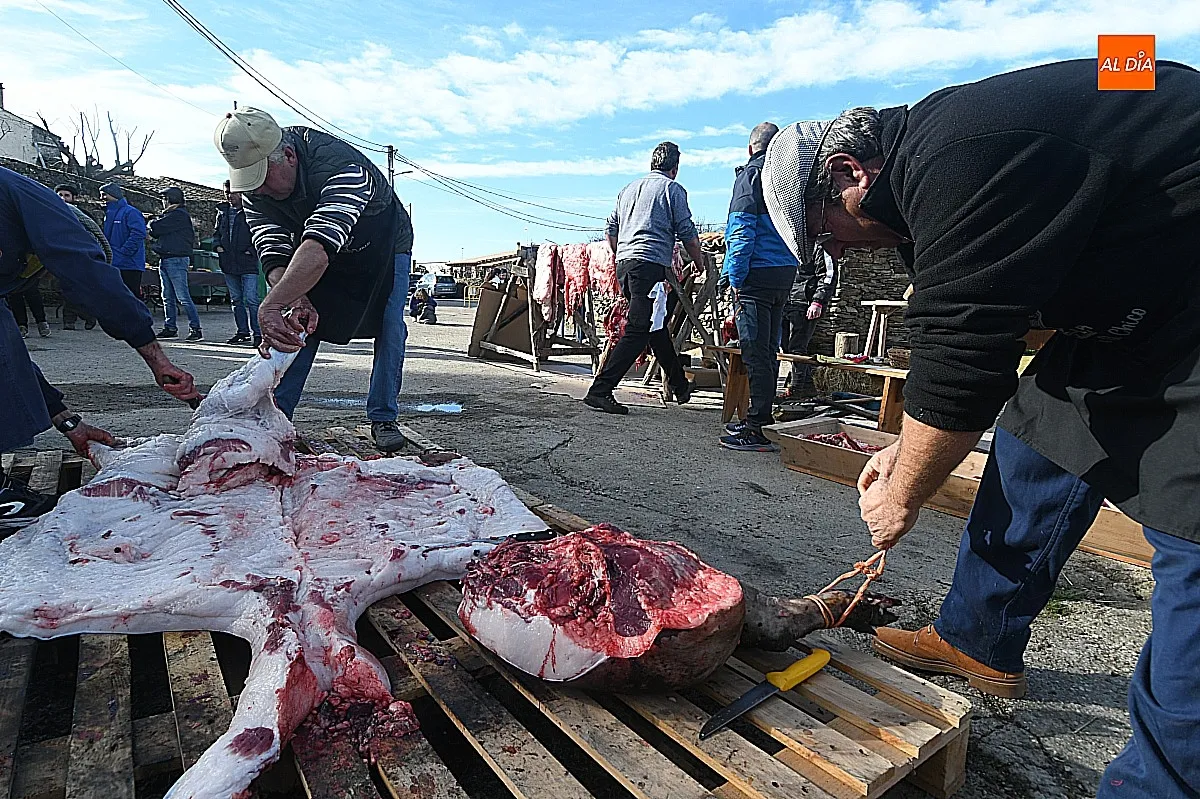 Labores de la matanza típica del cerdo en Saelices El Chico / Fotos: Adrián M.Pastor