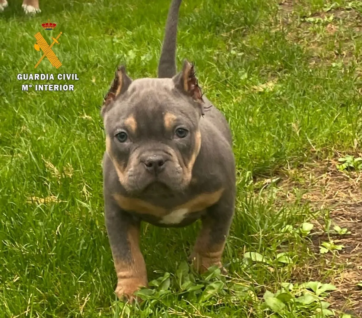 Algunos de los cachorros afectados por este maltrato en Salamanca