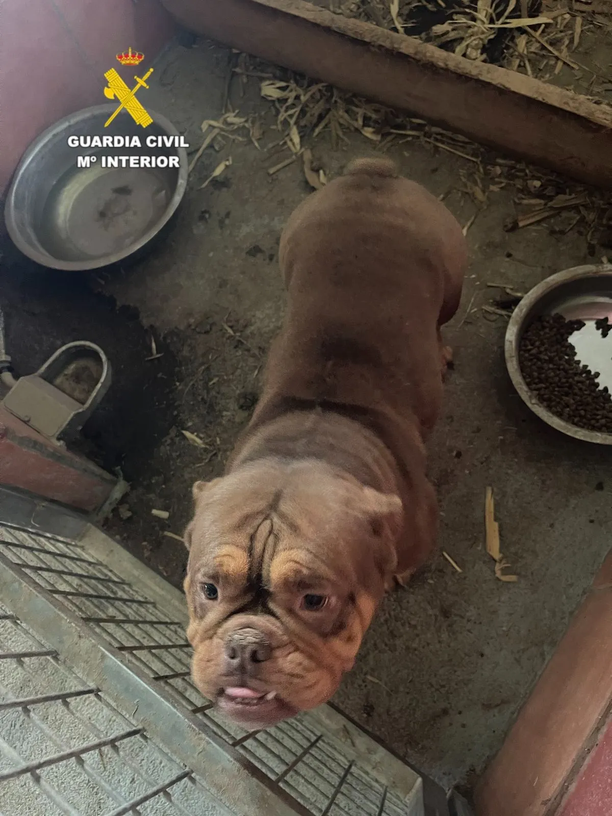 Algunos de los cachorros afectados por este maltrato en Salamanca