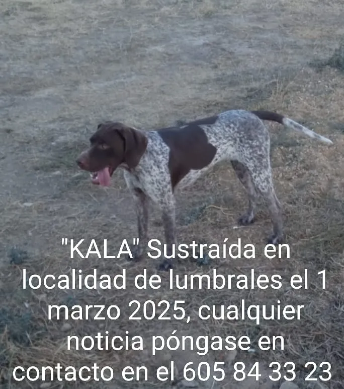 Foto 2 - Denuncian el robo de una perra braco alem&aacute;n en Lumbrales