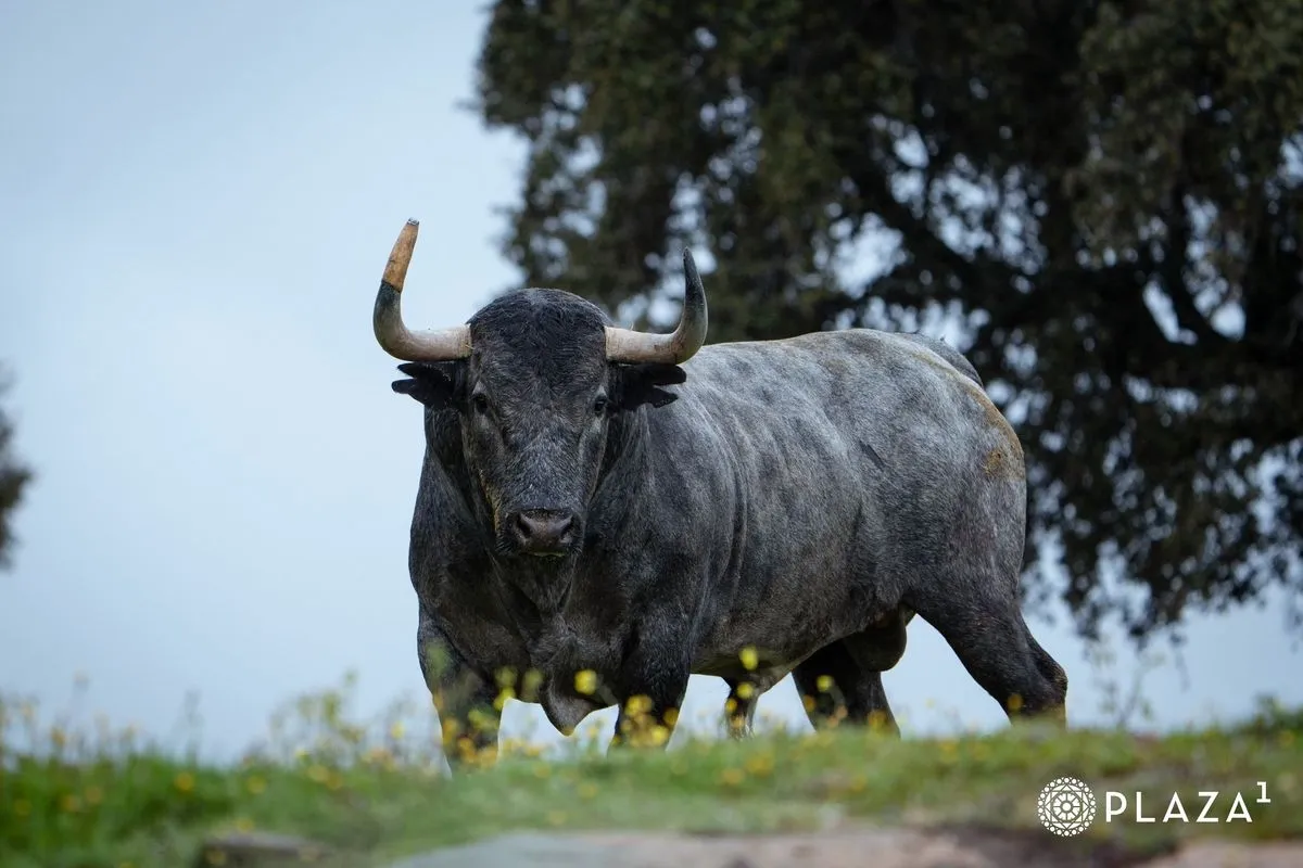 Toros de Adolfo Martín para el domingo 23 de marzo en Las Ventas | Fotos: Plaza 1