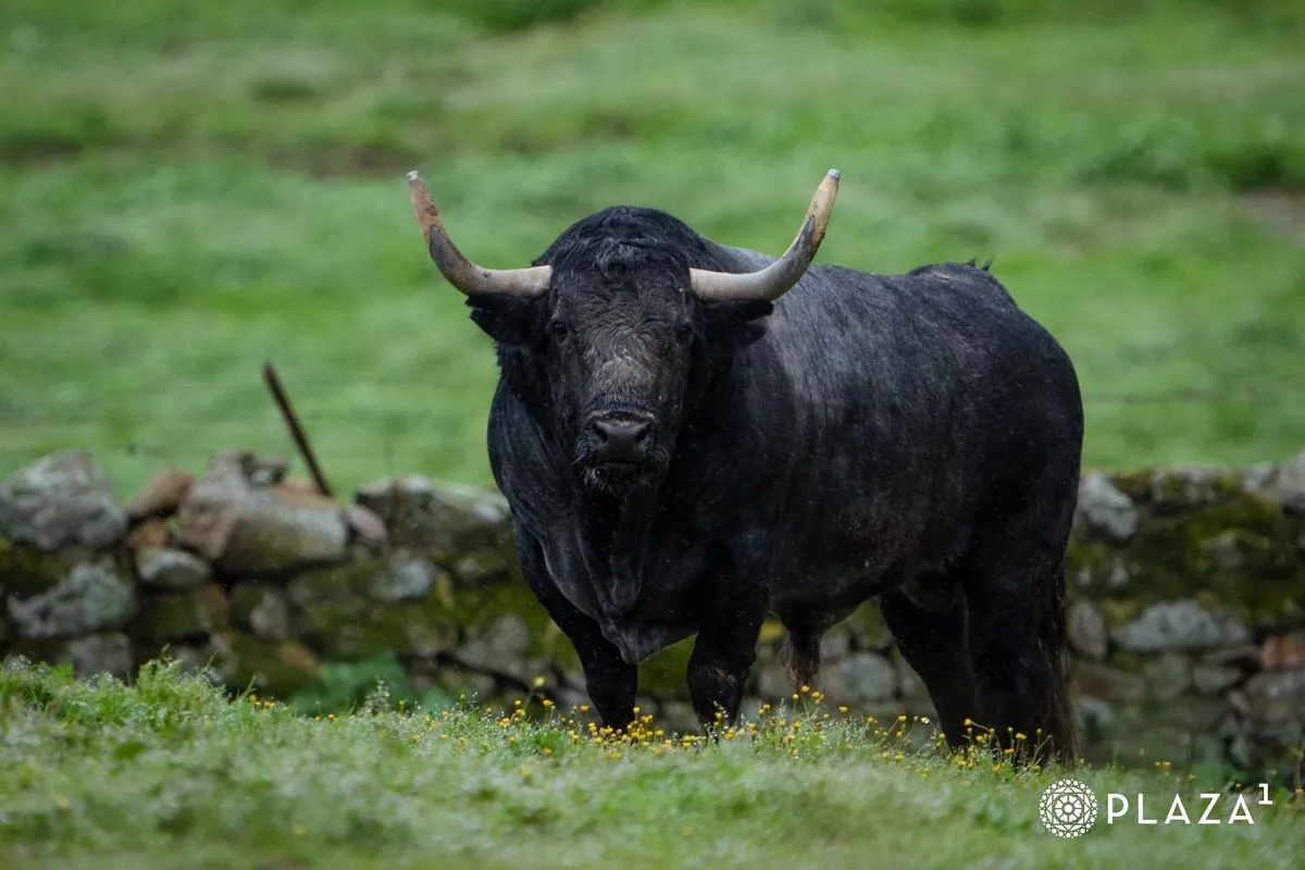 Toros de Adolfo Martín para el domingo 23 de marzo en Las Ventas | Fotos: Plaza 1