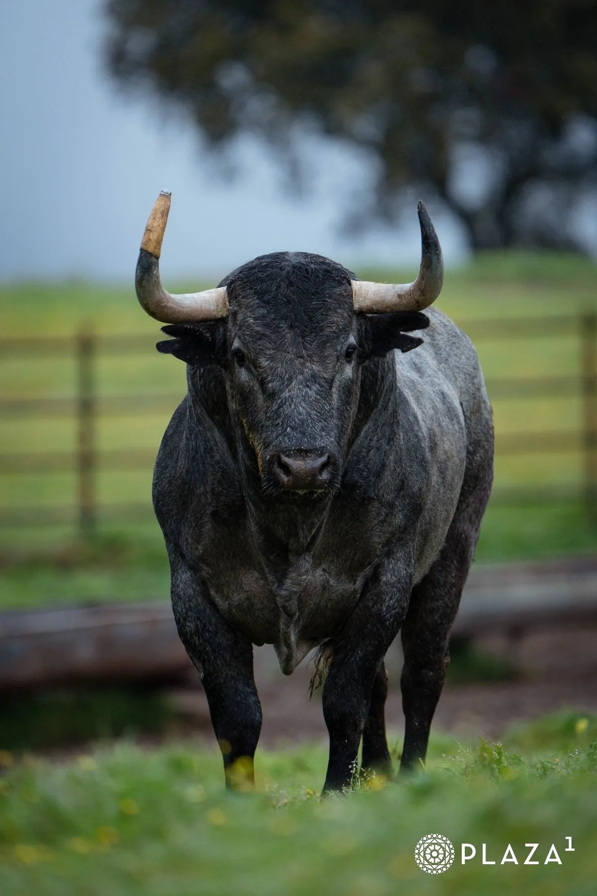 Toros de Adolfo Martín para el domingo 23 de marzo en Las Ventas | Fotos: Plaza 1