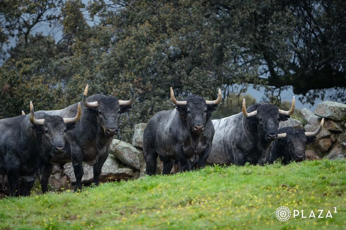 Toros de Adolfo Martín para el domingo 23 de marzo en Las Ventas | Fotos: Plaza 1