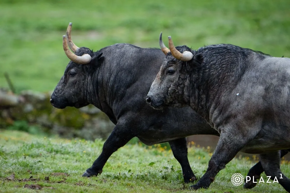 Toros de Adolfo Martín para el domingo 23 de marzo en Las Ventas | Fotos: Plaza 1