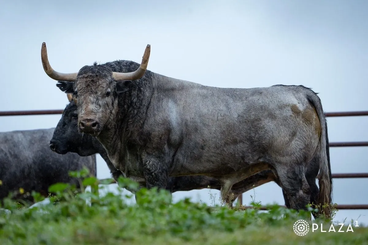 Toros de Adolfo Martín para el domingo 23 de marzo en Las Ventas | Fotos: Plaza 1
