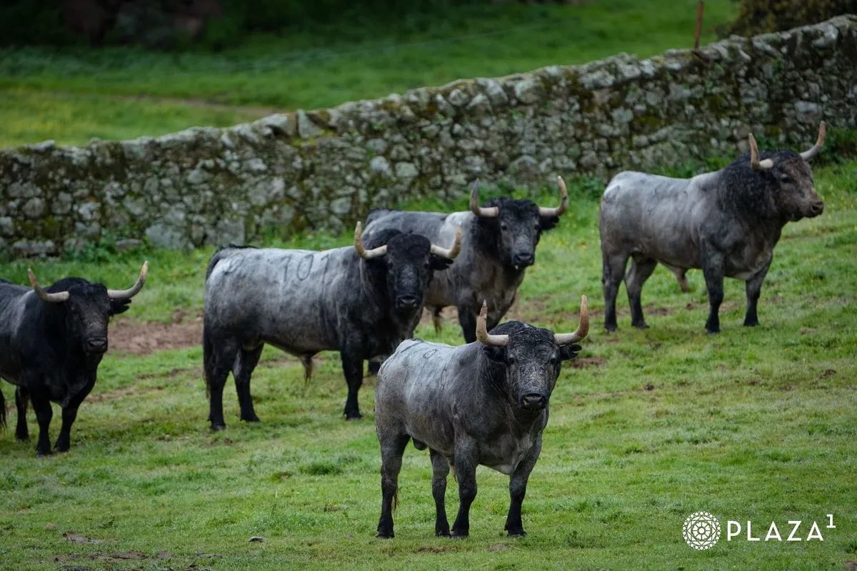 Toros de Adolfo Martín para el domingo 23 de marzo en Las Ventas | Fotos: Plaza 1