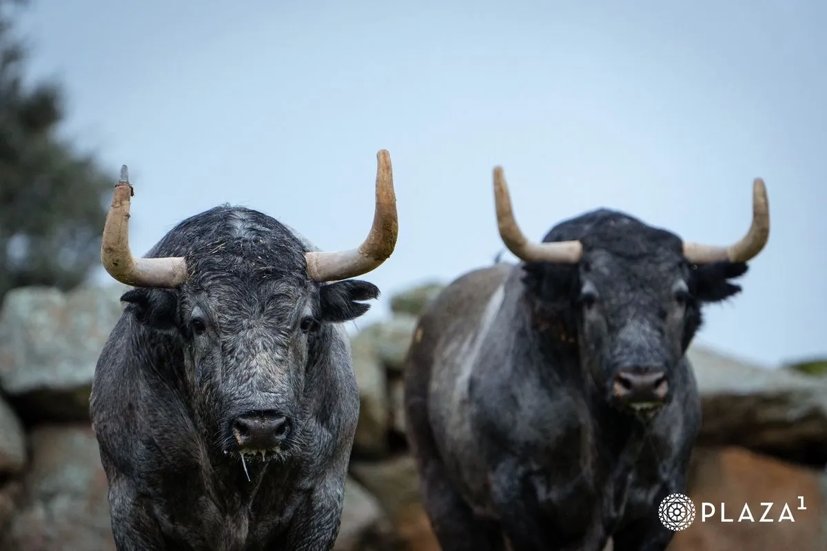 Toros de Adolfo Martín para el domingo 23 de marzo en Las Ventas | Fotos: Plaza 1