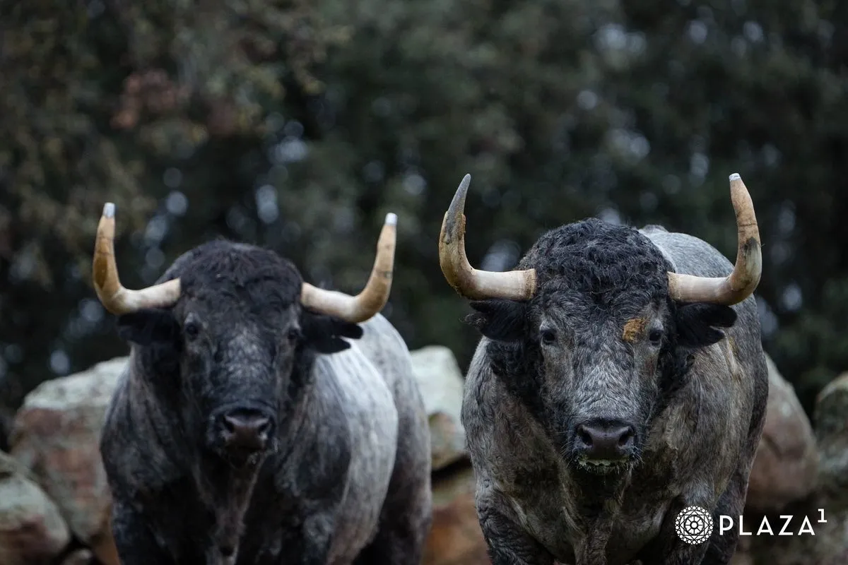 Toros de Adolfo Martín para el domingo 23 de marzo en Las Ventas | Fotos: Plaza 1