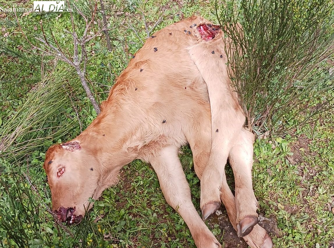 Los ganaderos alzan la voz ante los ataques del meloncillo: Solo nos queda el pataleo y defendernos como podamos