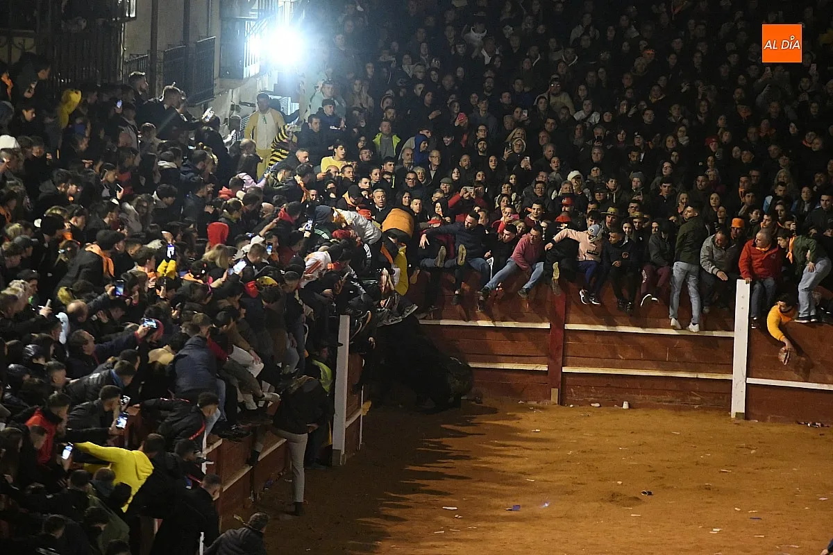 Foto 5 - Perezoso y Optimista protagonizan con sus imponentes cornamentas los primeros momentos con toros