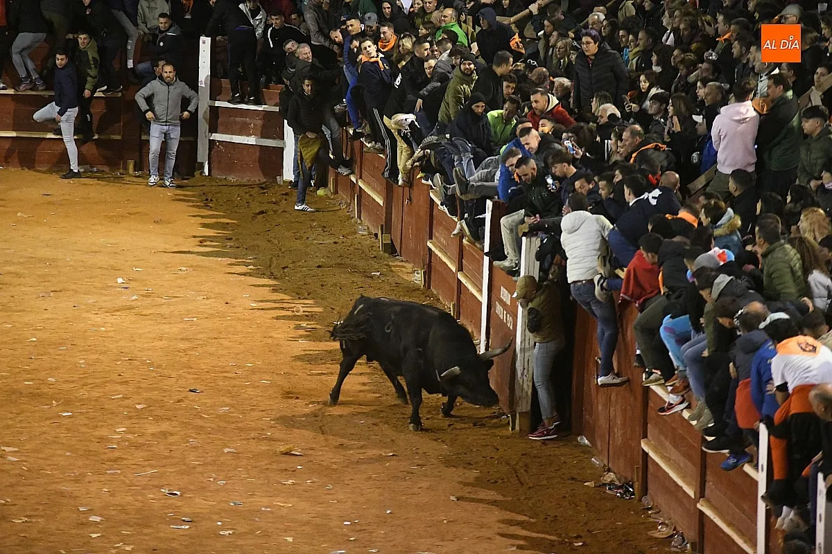 Foto 7 - Perezoso y Optimista protagonizan con sus imponentes cornamentas los primeros momentos con toros