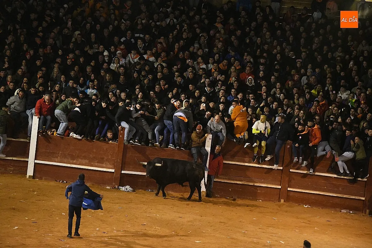 Foto 8 - Perezoso y Optimista protagonizan con sus imponentes cornamentas los primeros momentos con toros