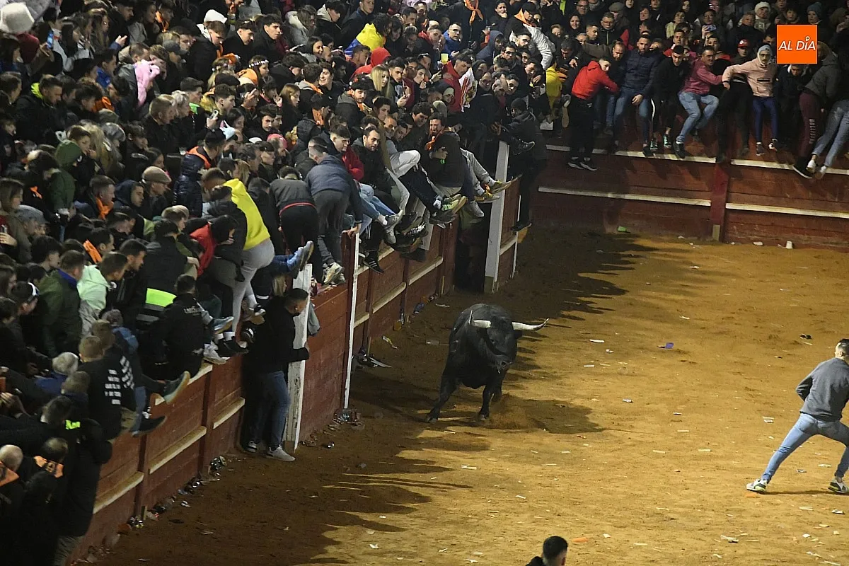 Foto 11 - Perezoso y Optimista protagonizan con sus imponentes cornamentas los primeros momentos con toros
